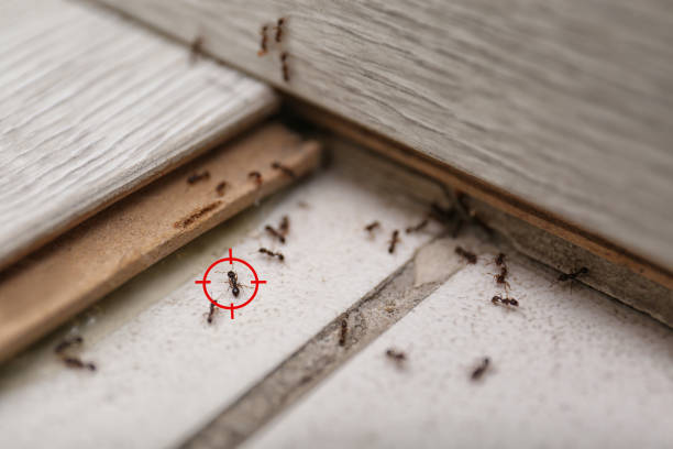 Reliable Maysville, MO Pest Control Solutions